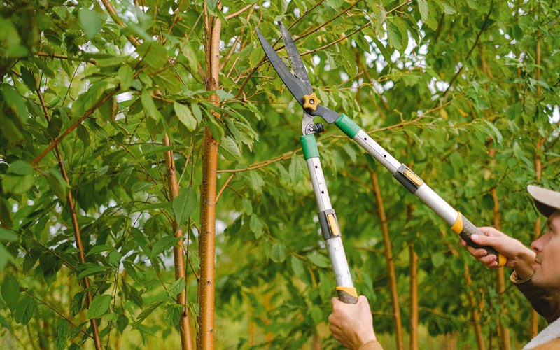 Tree trimming in Connoquenessing, PA